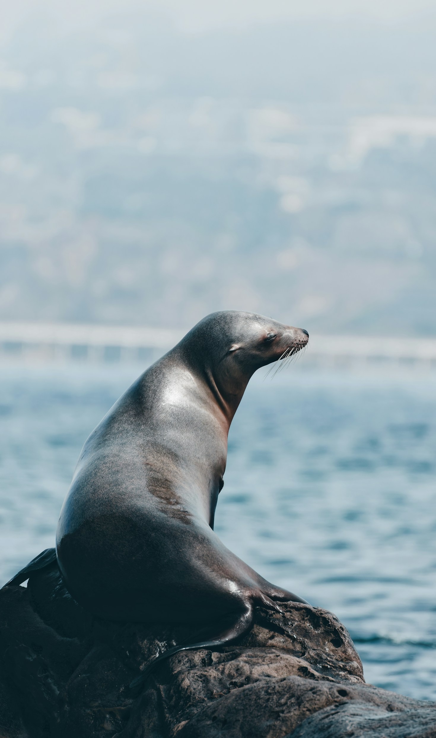 A Day in the Life of a Coreel App Volunteer